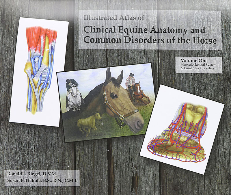Book Cover - Illustrated Atlas of Clinical Equine Anatomy and Common Disorders of the Horse - Volume 1