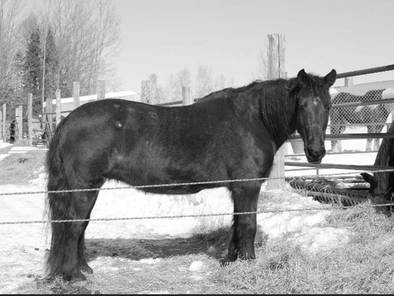 Casey — the first horse trained by Joel Bernier